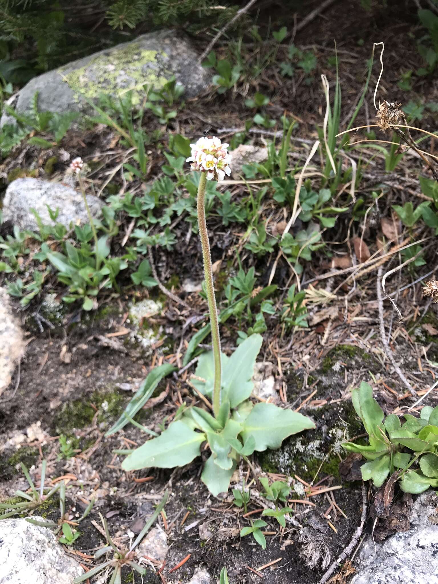 Image of Diamond-Leaf Pseudosaxifrage