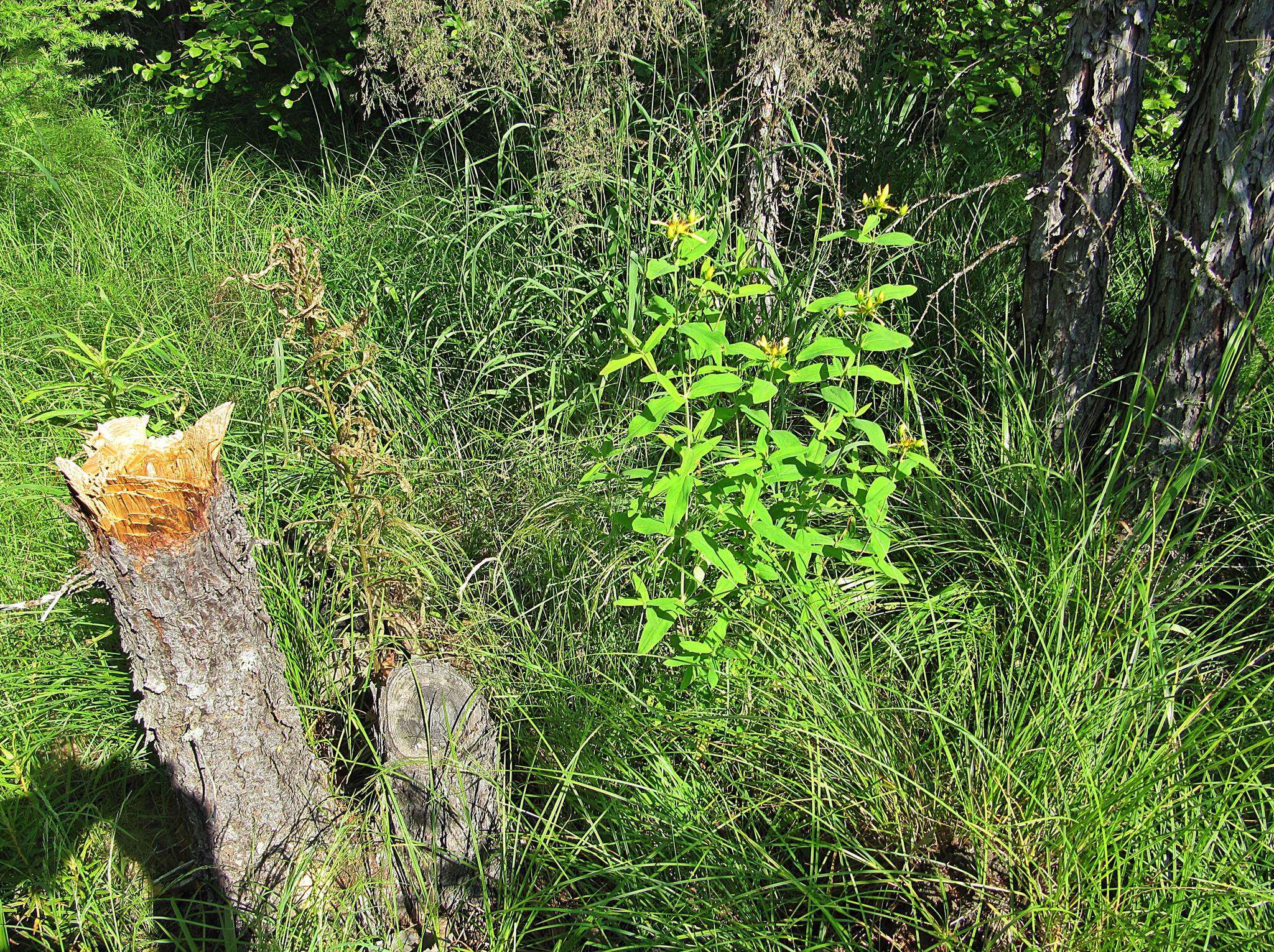 Image de Hypericum ascyron subsp. gebleri (Ledeb.) N. Robson