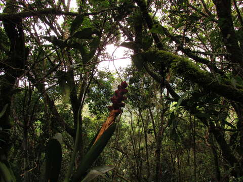 Image de Cipuropsis capituligera