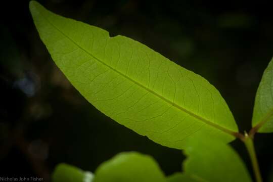 Image of Austrobuxus swainii (Beuzev. & C. T. White) Airy Shaw