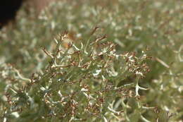 Image of cup lichen