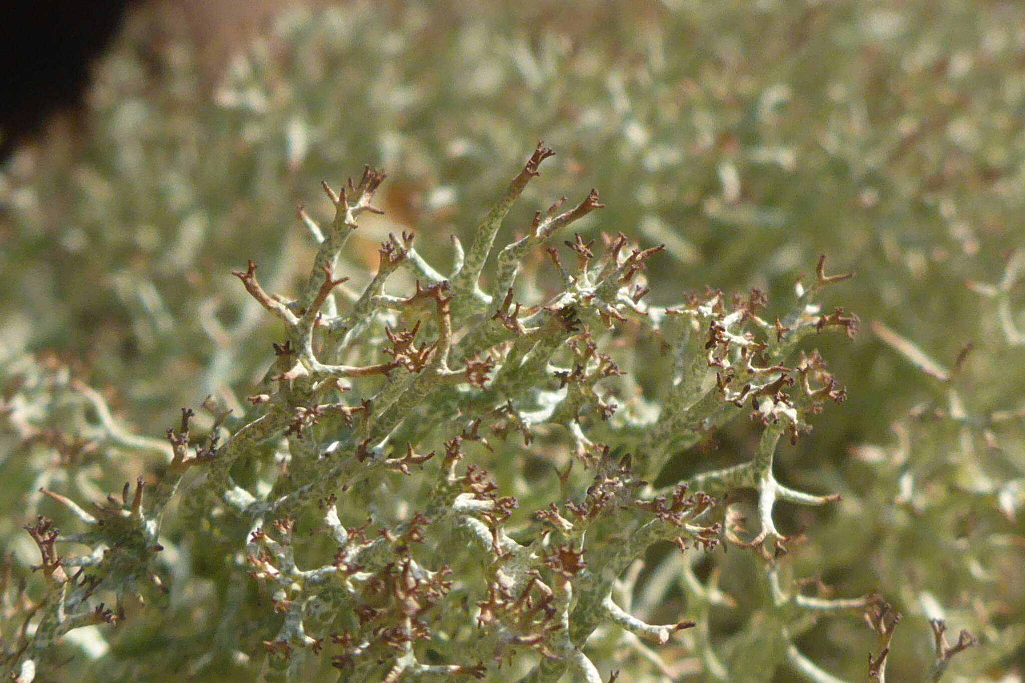 Image de Cladonia amaurocraea (Flörke) Schaer.