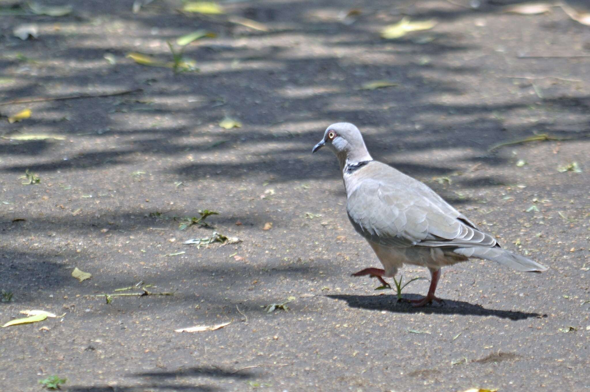 Image of African Mourning Dove