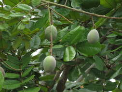 Andira galeottiana Standl.的圖片