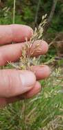 Imagem de Poa helmsii Vickery