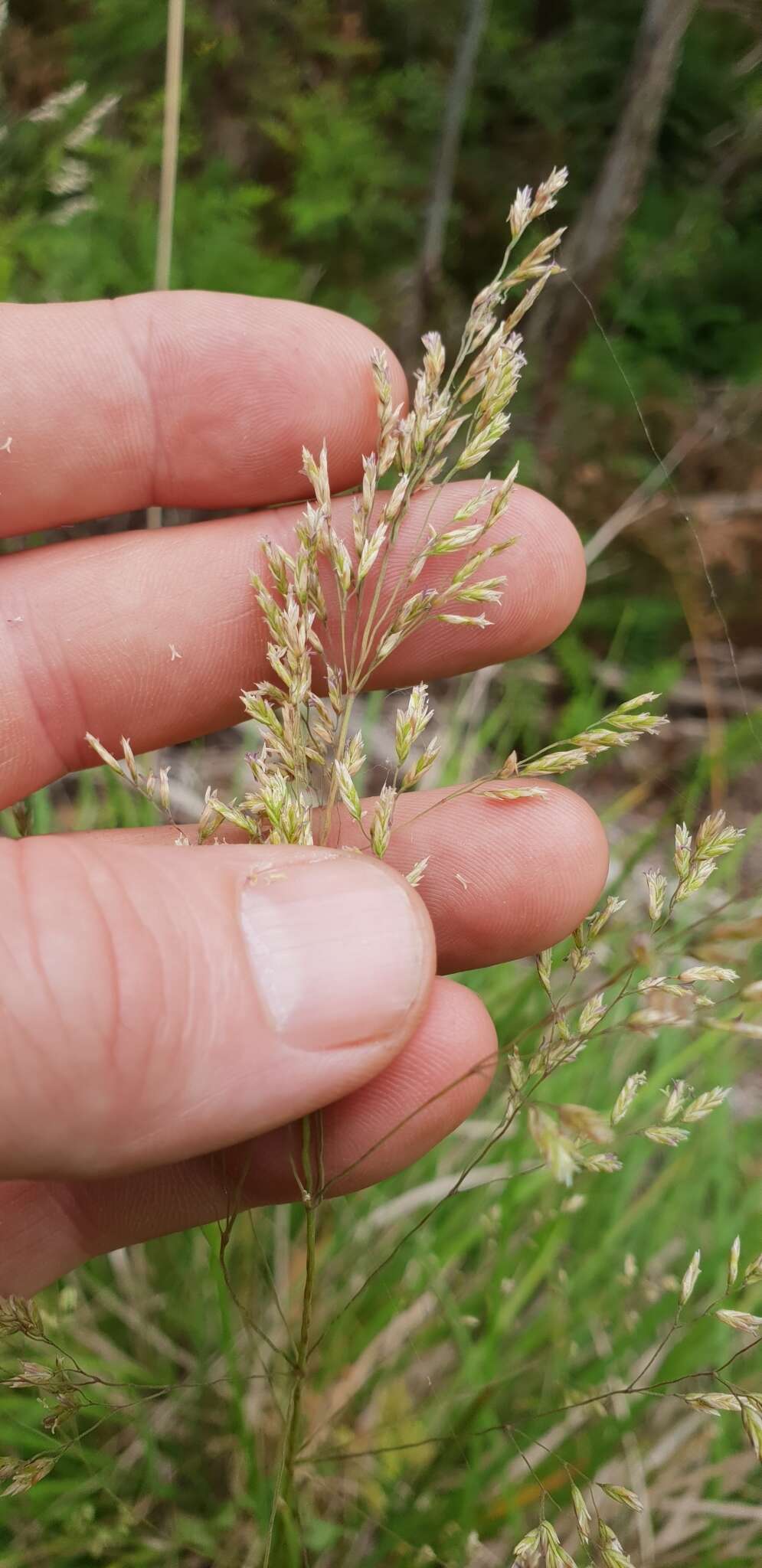 صورة Poa helmsii Vickery