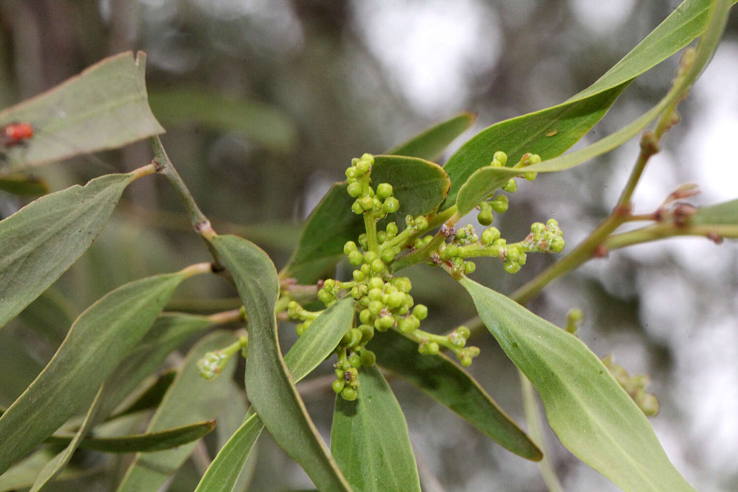 Image of Ventilago viminalis Hook.