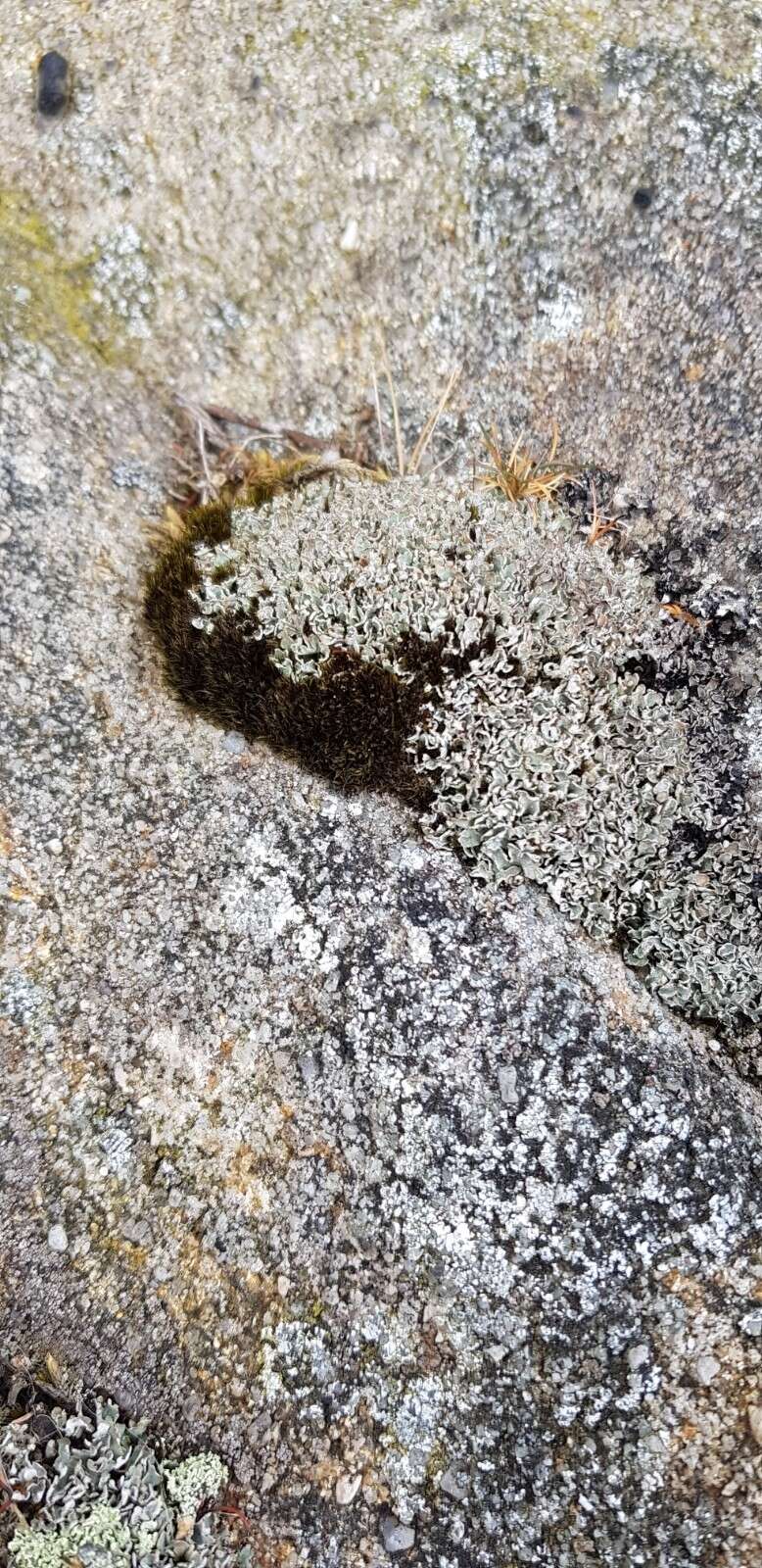 Image of rusty swan-neck moss