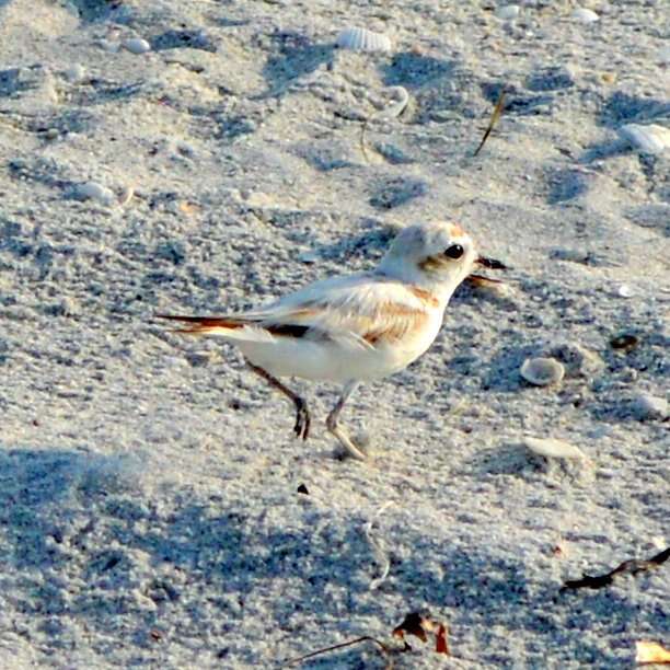 Image of Snowy Plover