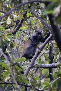 Image of Cercopithecus mitis moloneyi Sclater 1893