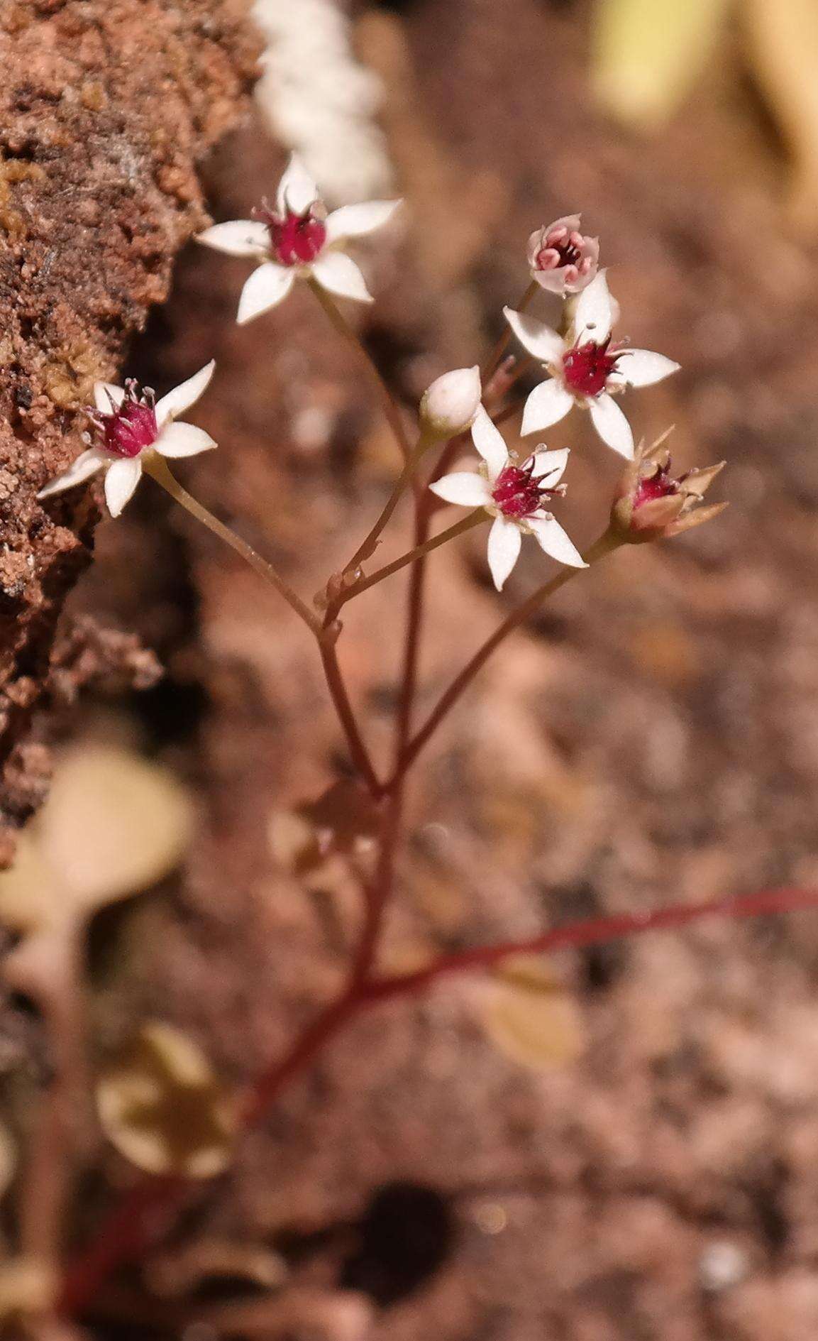 Image of Crassula dentata Thunb.