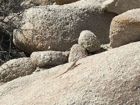 Image of Sonoran Collared Lizard