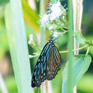 Image of Ideopsis vulgaris contigua Talbot 1939