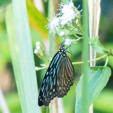 Image of Ideopsis vulgaris contigua Talbot 1939