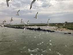 Image of West African Crested Tern