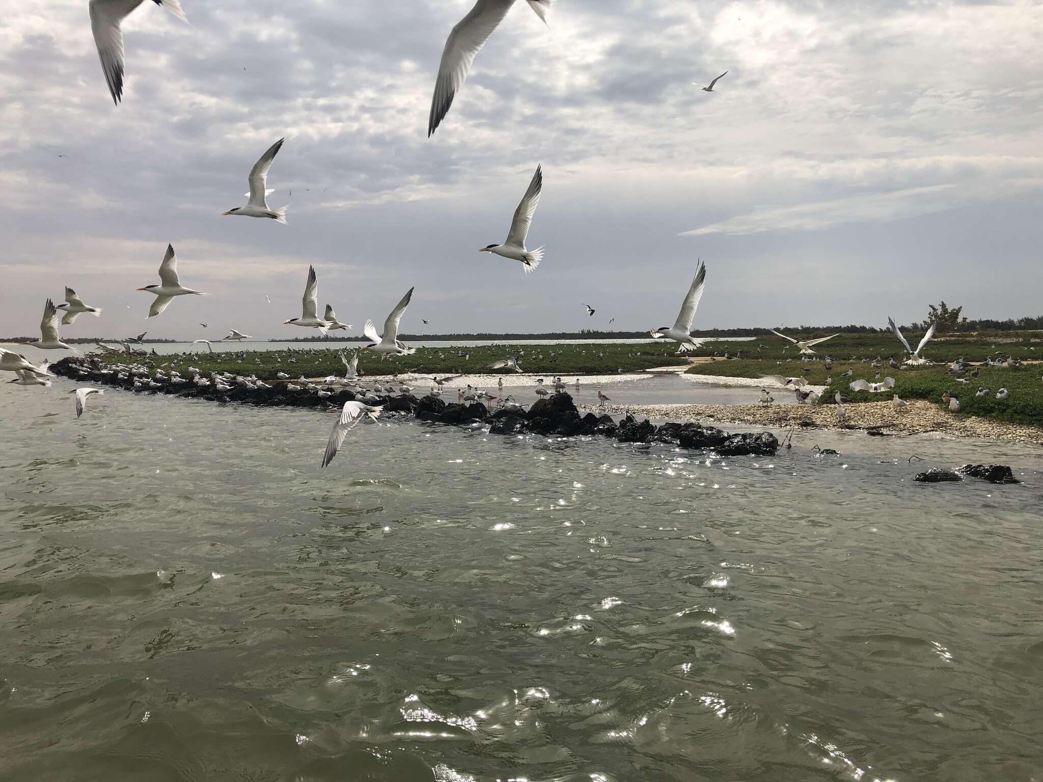 Image of West African Crested Tern