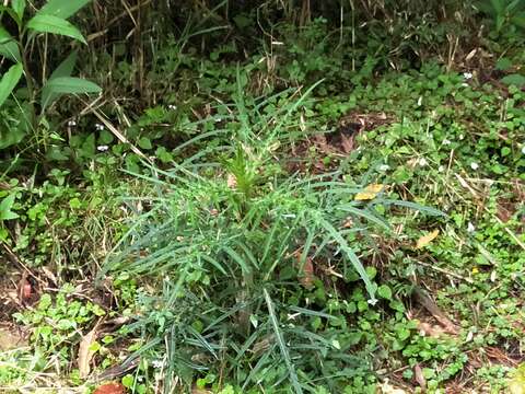 Imagem de <i>Cirsium tatakaense</i>