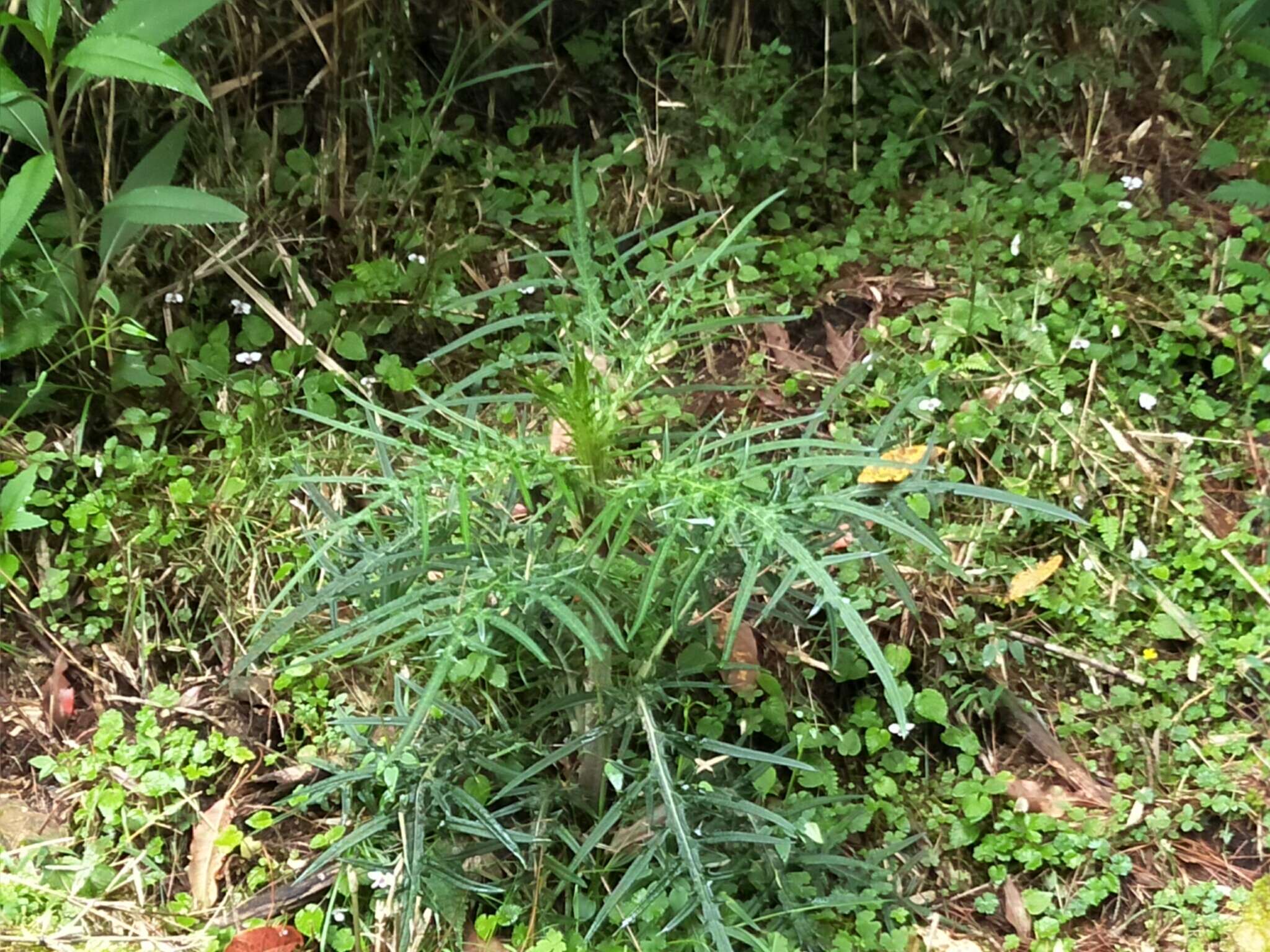 Image of <i>Cirsium tatakaense</i>