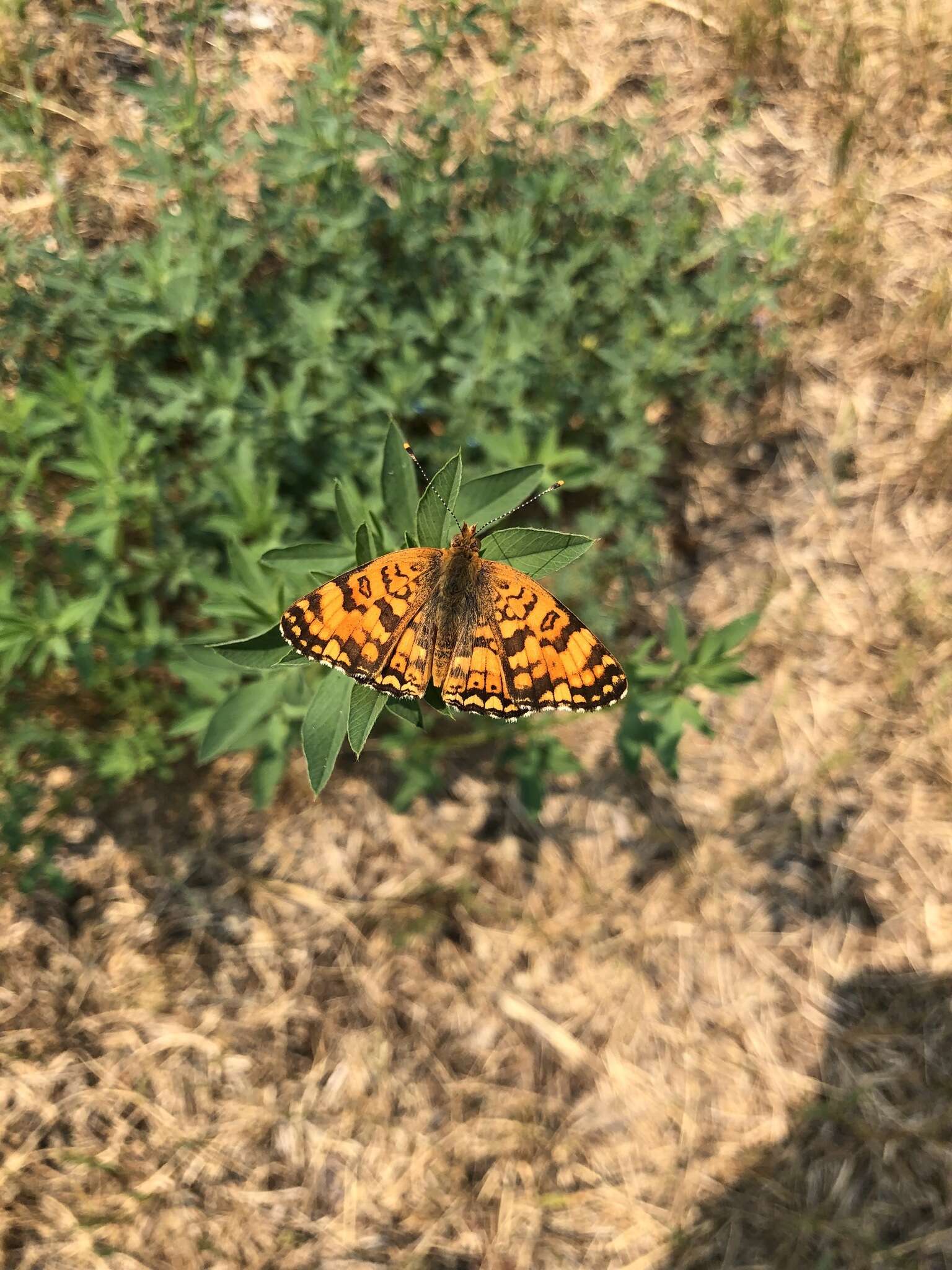 Image de Phyciodes pallida Edwards 1864