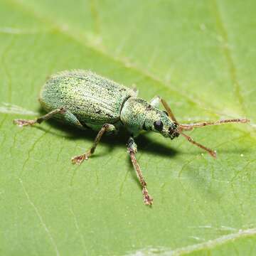 Plancia ëd Phyllobius (Dieletus) argentatus Linnaeus 1758