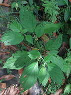 Witheringia solanacea L'Hér.的圖片