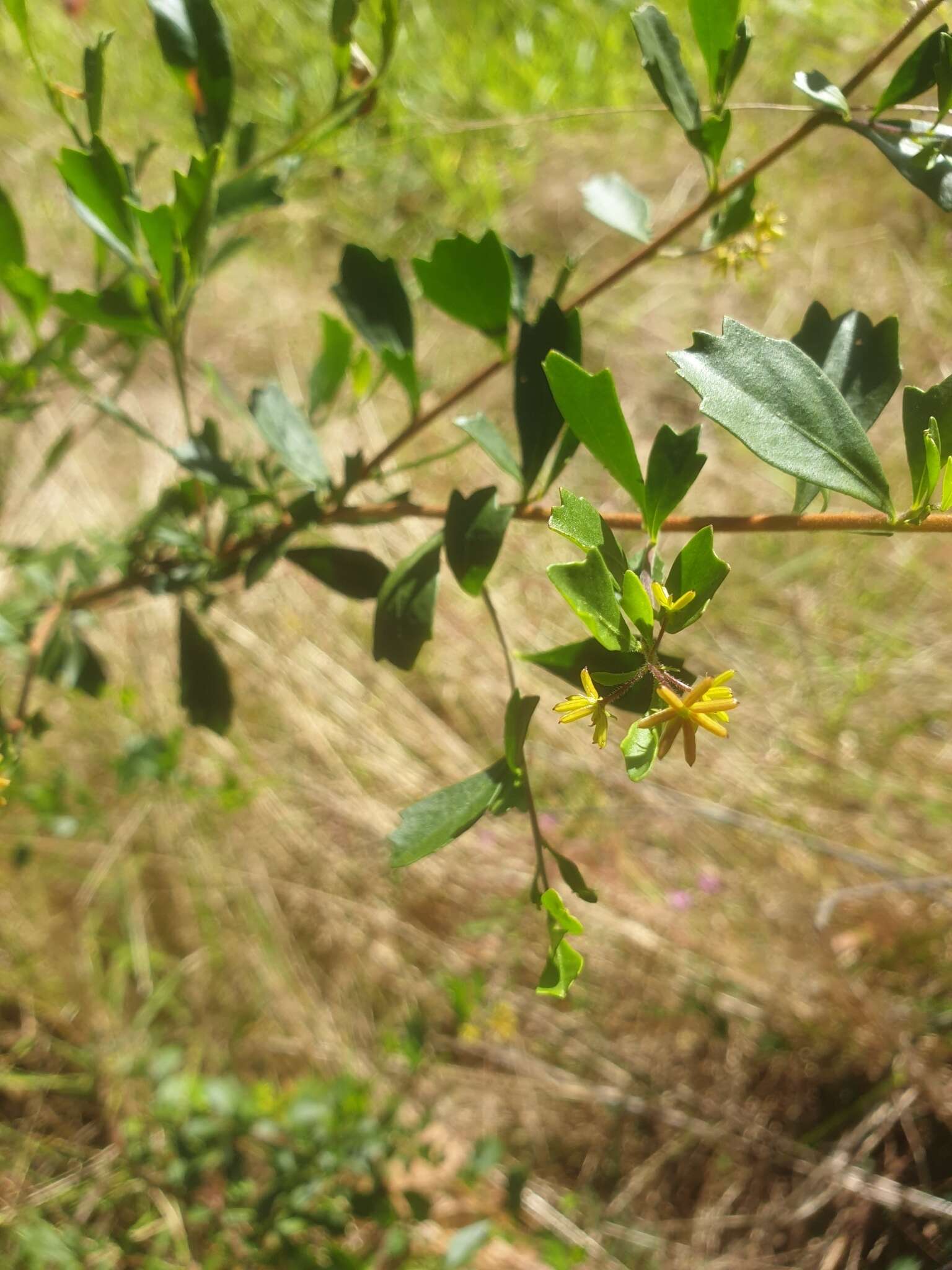 Image de Dodonaea triangularis Lindl.