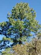 Image of False Weymouth Pine