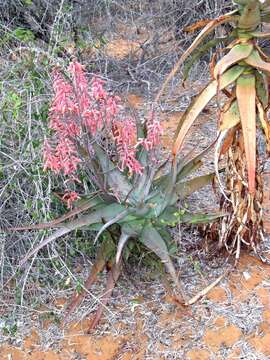 Aloe divaricata A. Berger resmi