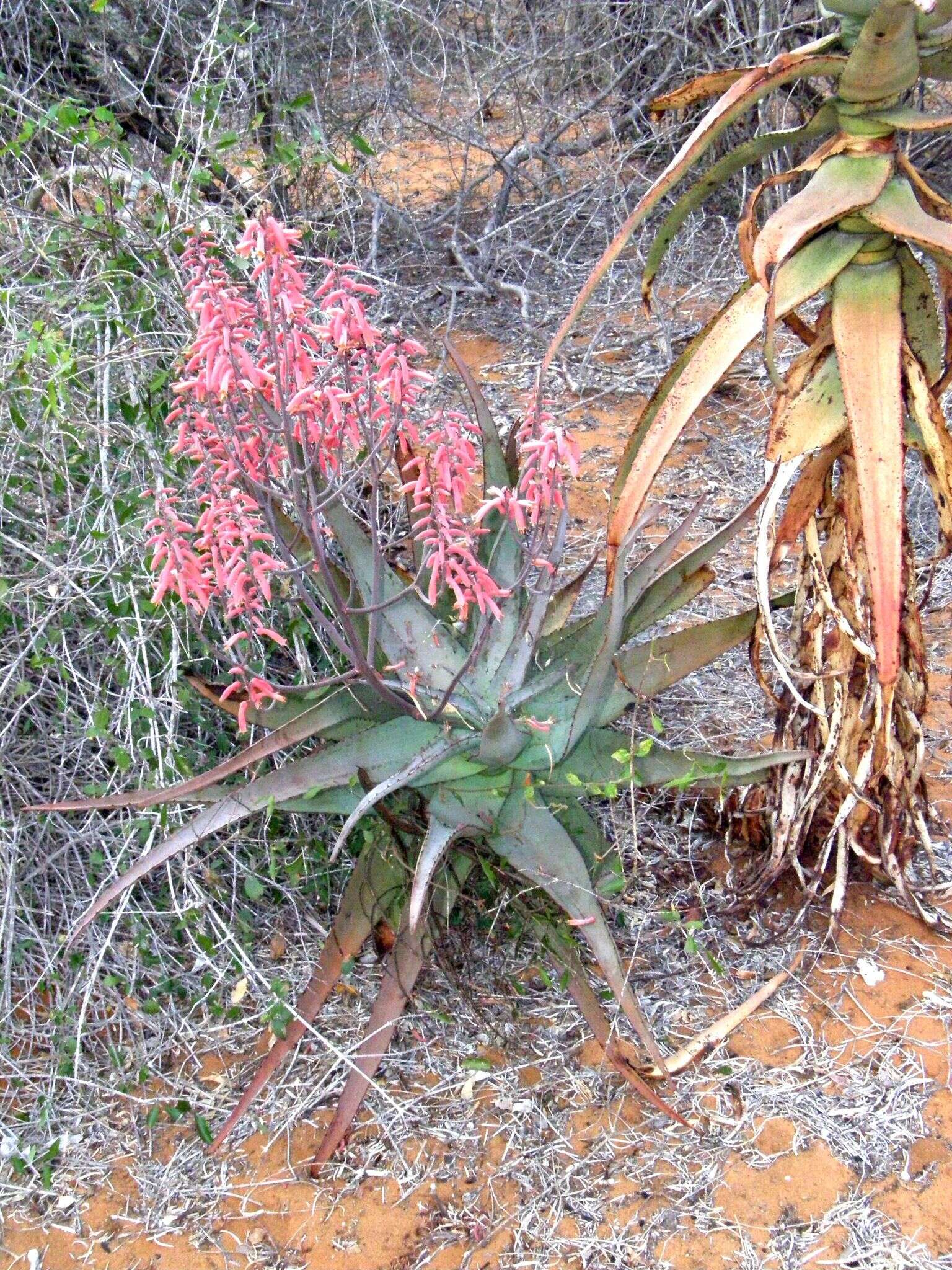 Aloe divaricata A. Berger resmi