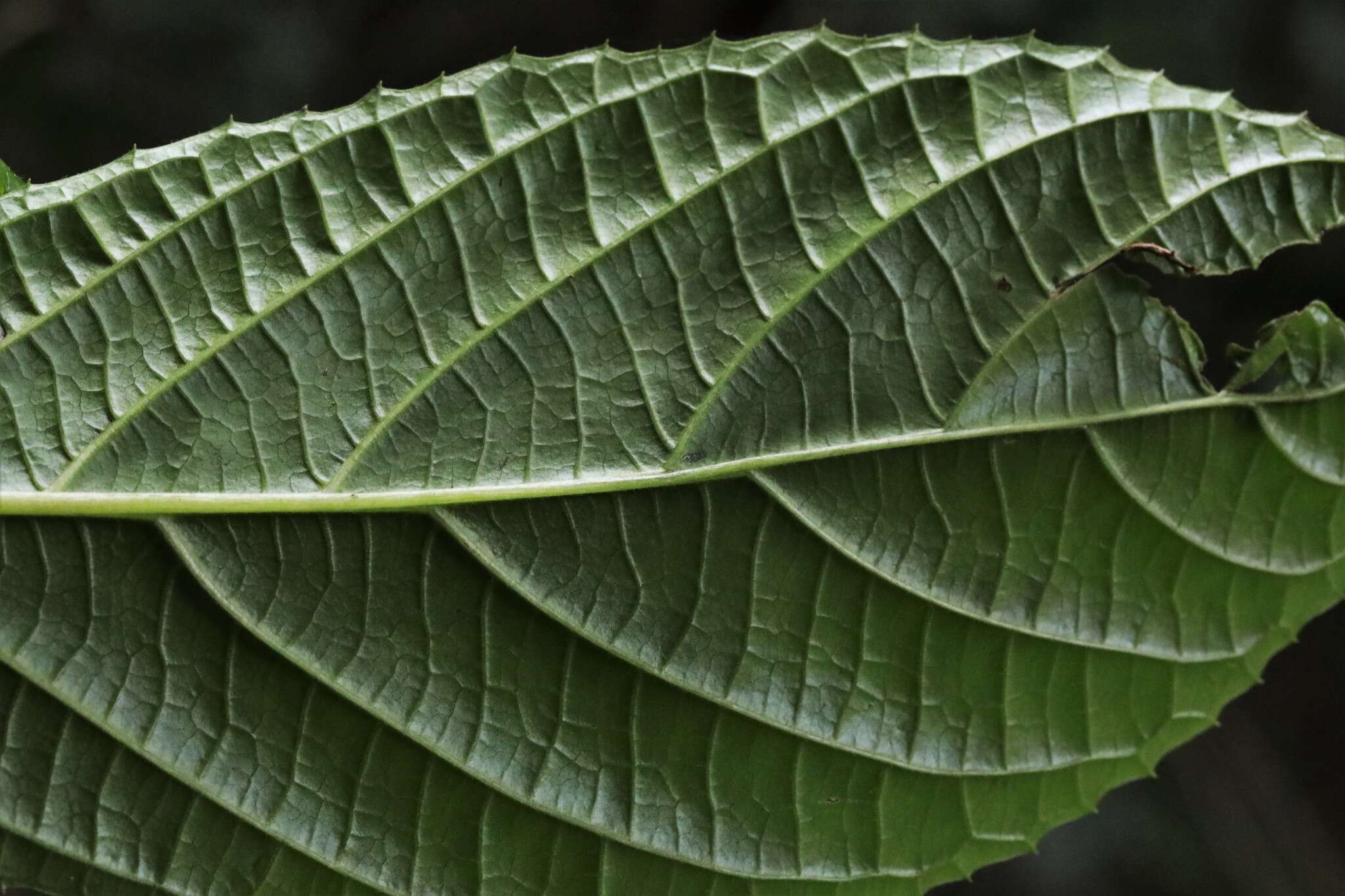 Image of Beautiful Abrophyllum