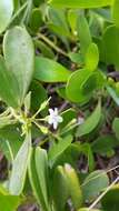 Myoporum boninense subsp. australe R. J. Chinnock resmi