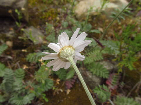 Tanacetum poteriifolium (Ledeb.) Grierson的圖片