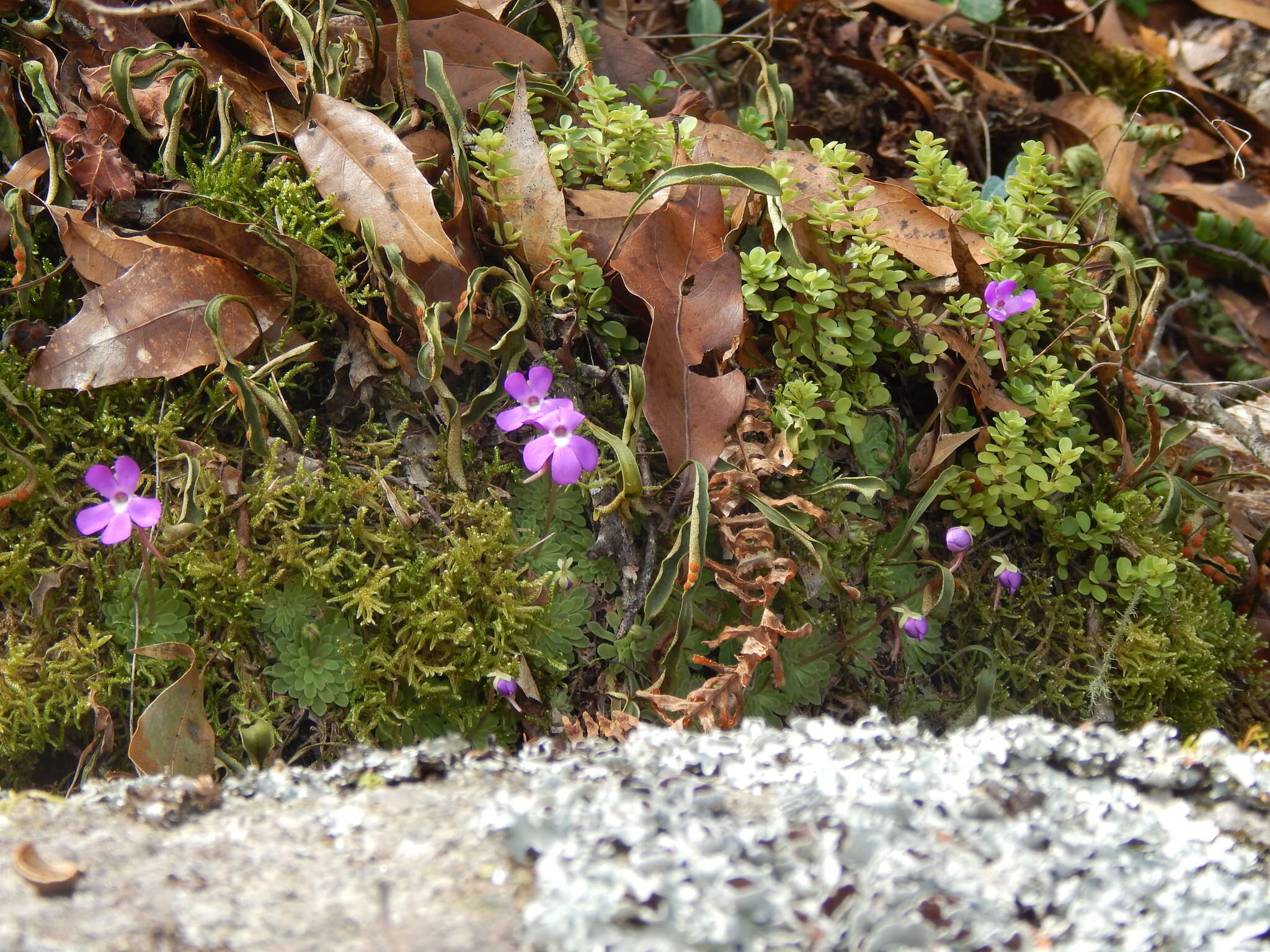 Imagem de Pinguicula esseriana B. Kirchner