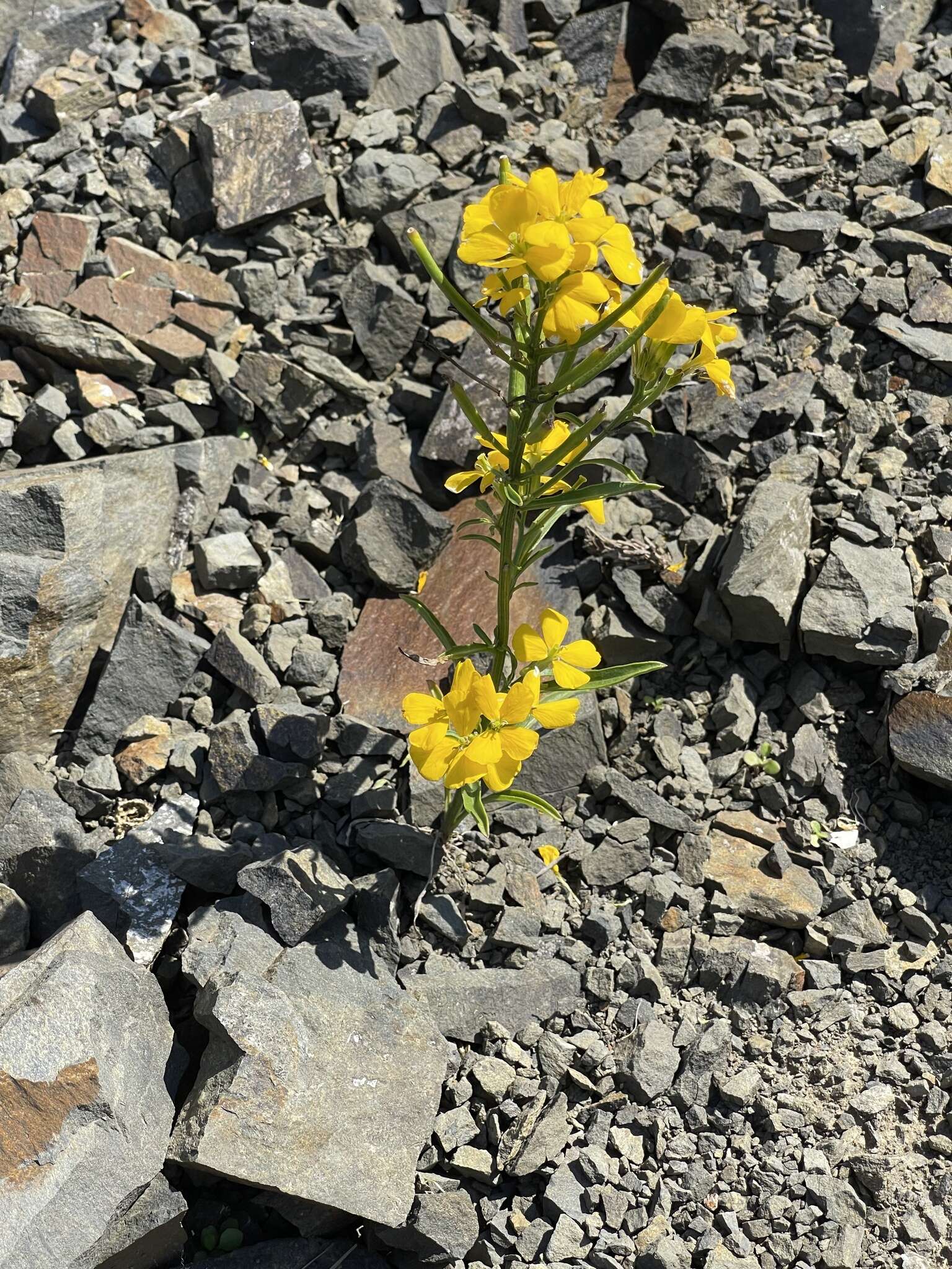 Image of Erysimum amurense Kitag.