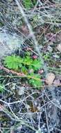 Image of Pelargonium fissifolium (Andr.) Pers.