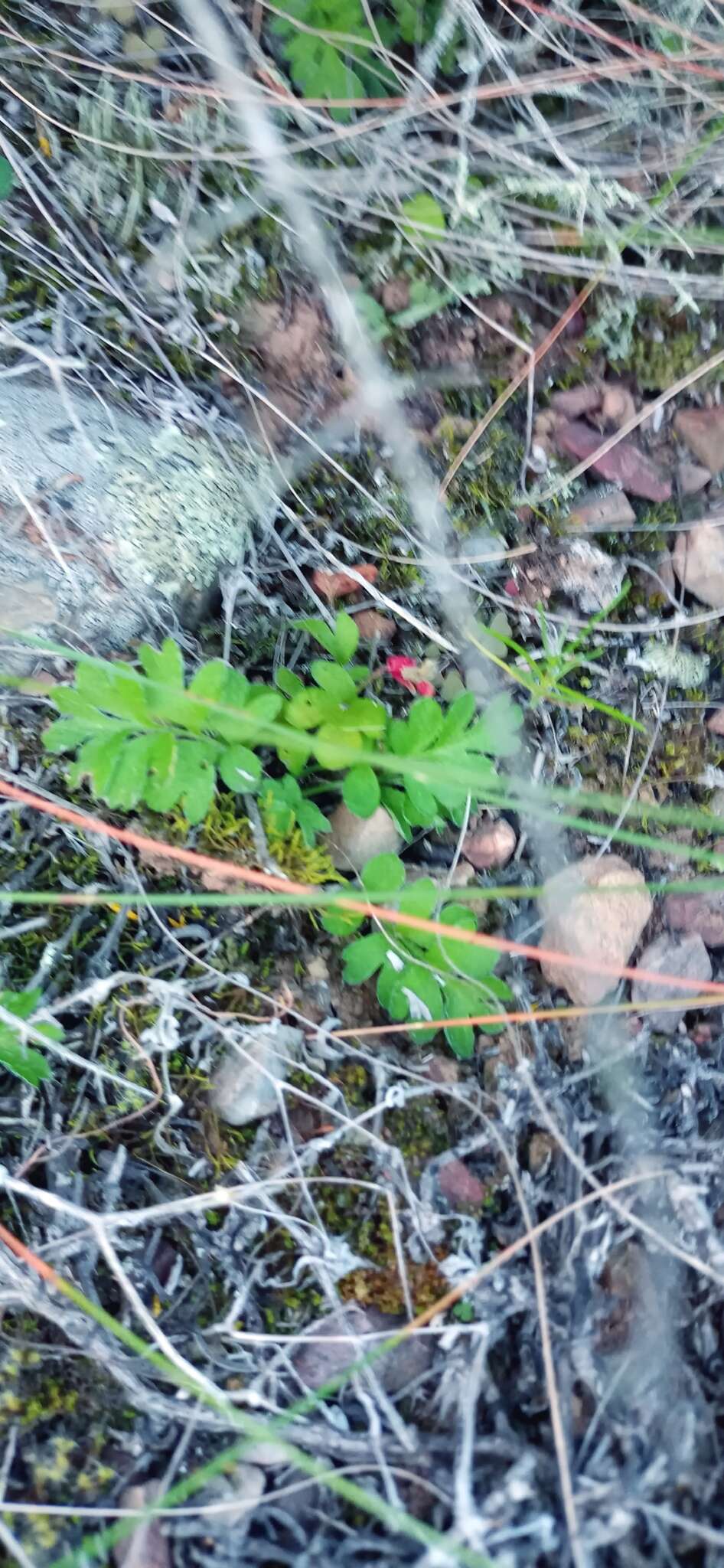 Image of Pelargonium fissifolium (Andr.) Pers.