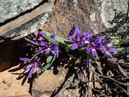 Image of Babiana cuneata J. C. Manning & Goldblatt