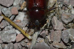 Image de Orizabus pyriformis (Le Conte 1847)