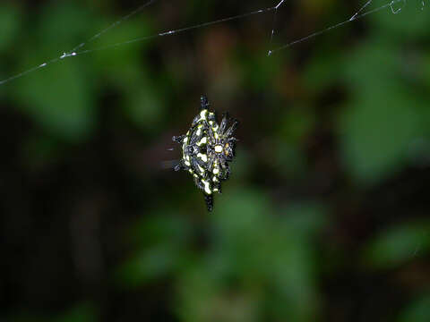 Image of Gasteracantha rhomboidea madagascariensis Vinson 1863