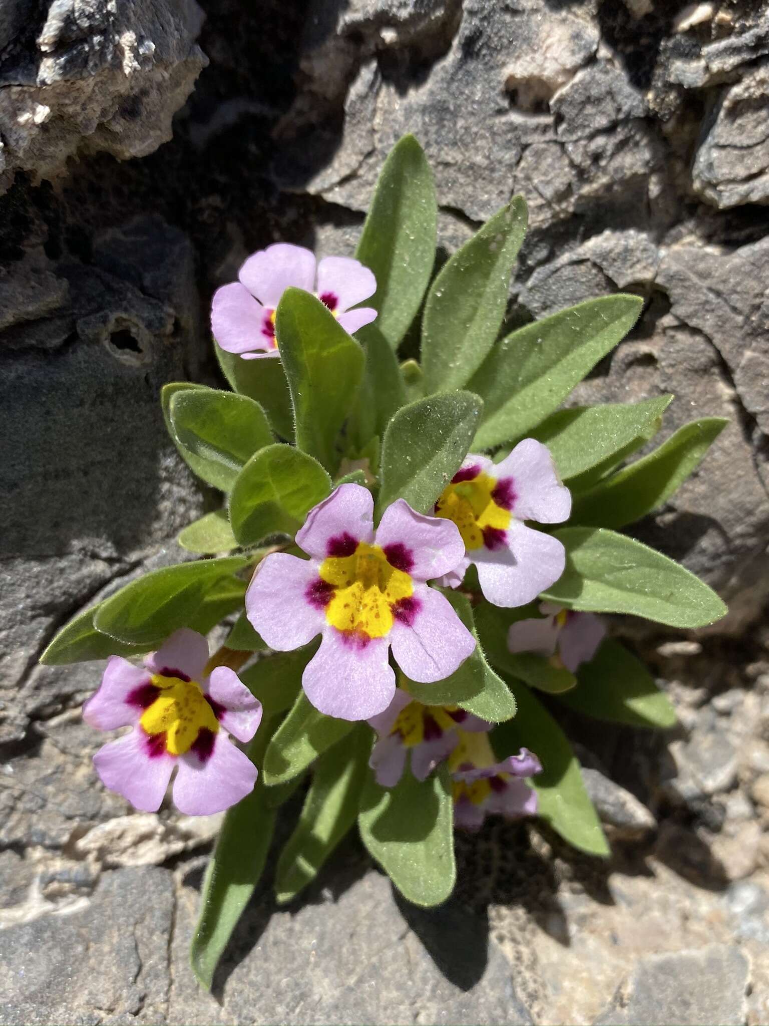 Image of Death Valley monkeyflower