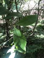 Image of Cyclophyllum longipetalum S. T. Reynolds & R. J. F. Hend.