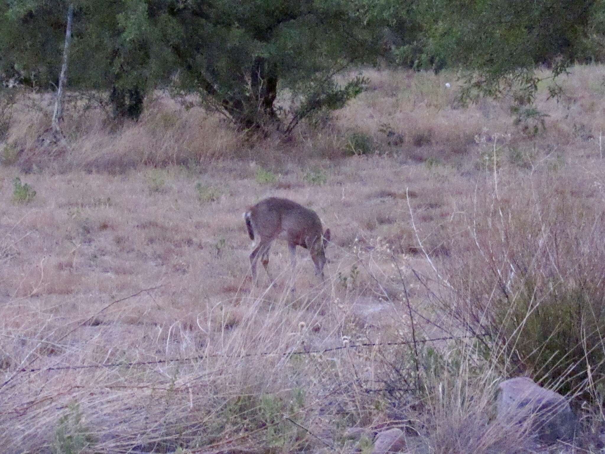 Image of Odocoileus virginianus couesi (Coues & Yarrow 1875)