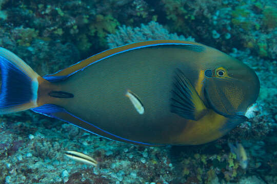 Image of Blackspot surgeonfish