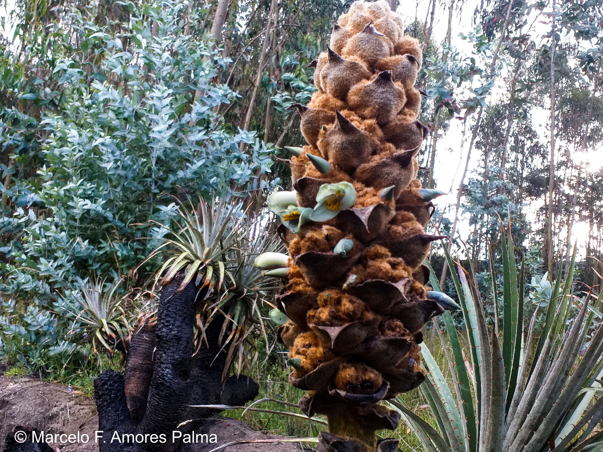 Imagem de Puya glomerifera Mez & Sodiro