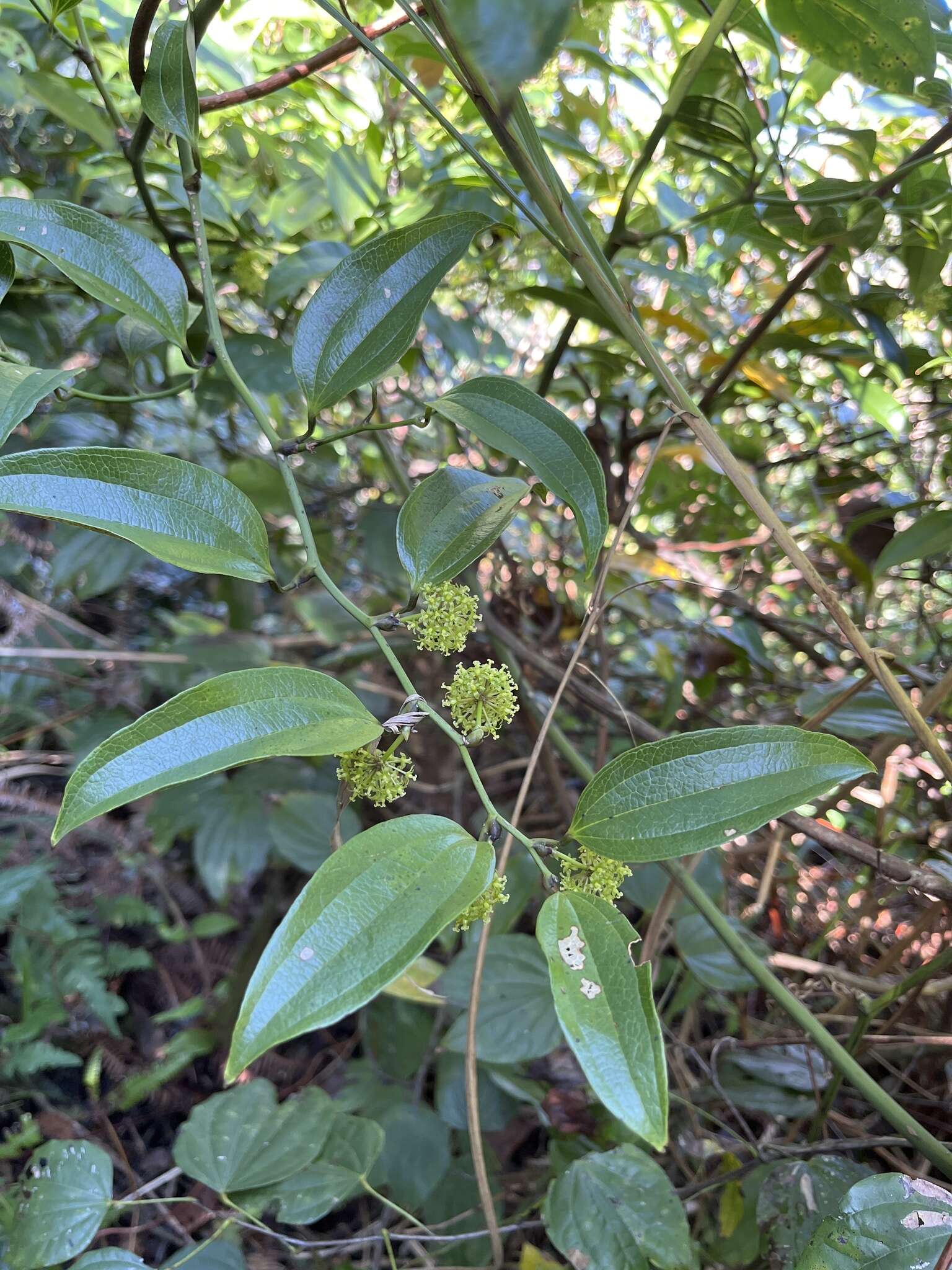Image of Smilax lanceifolia Roxb.