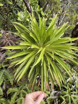 Image of Kauai False Lobelia