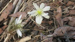 Image of Anemone amurensis Korshinsky