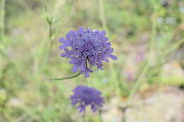 Слика од Scabiosa owerinii Boiss.