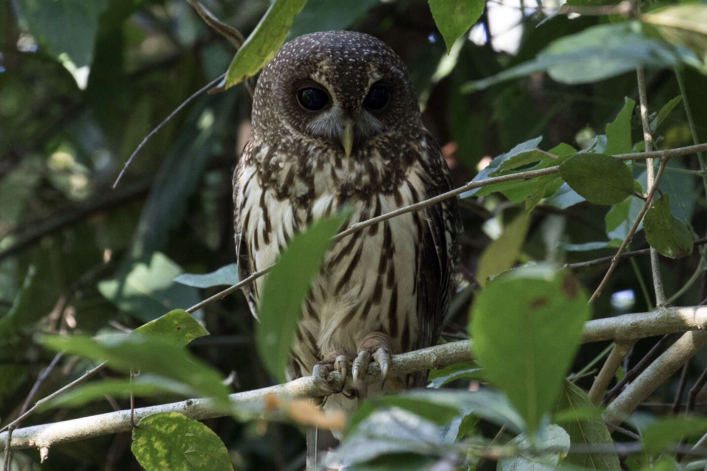 Слика од Strix virgata (Cassin 1849)