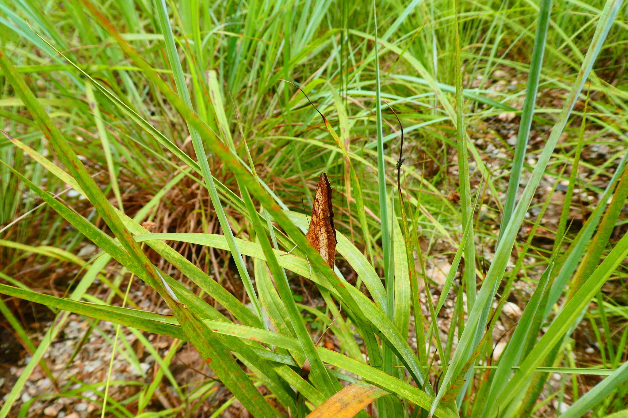 Image of Catacroptera cloanthe ligata Rothschild & Jordan 1903